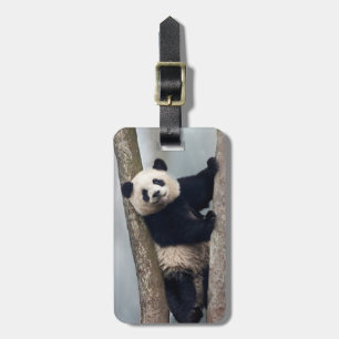 Etiqueta De Bagagem Panda nova que escala uma árvore, China
