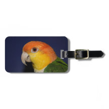 Papagaio colorido do Caique