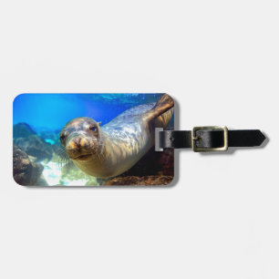 Etiqueta De Bagagem Paraíso subaquático curioso de Galápagos do le