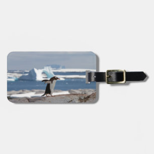 Etiqueta De Bagagem Penguin in front of an ice arch