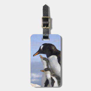 Etiqueta De Bagagem Península Antártica, Neko Harbor, Gentoo