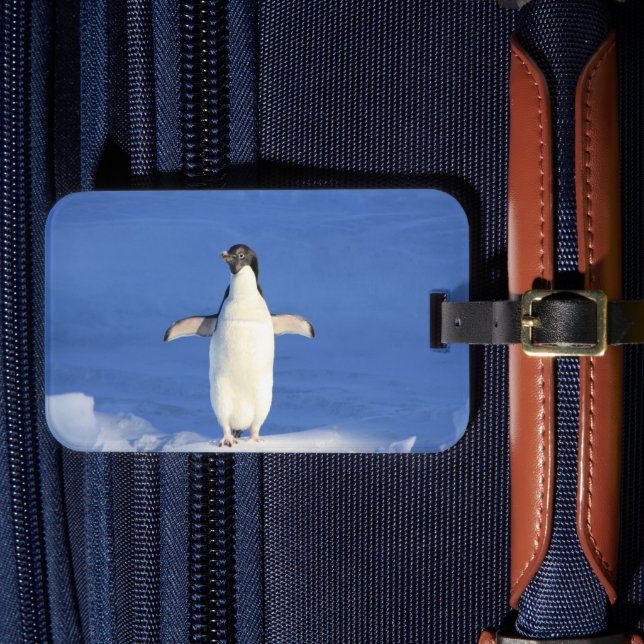Etiqueta De Bagagem Pinguim engraçado na foto do gelo (Frente Insitu 4)