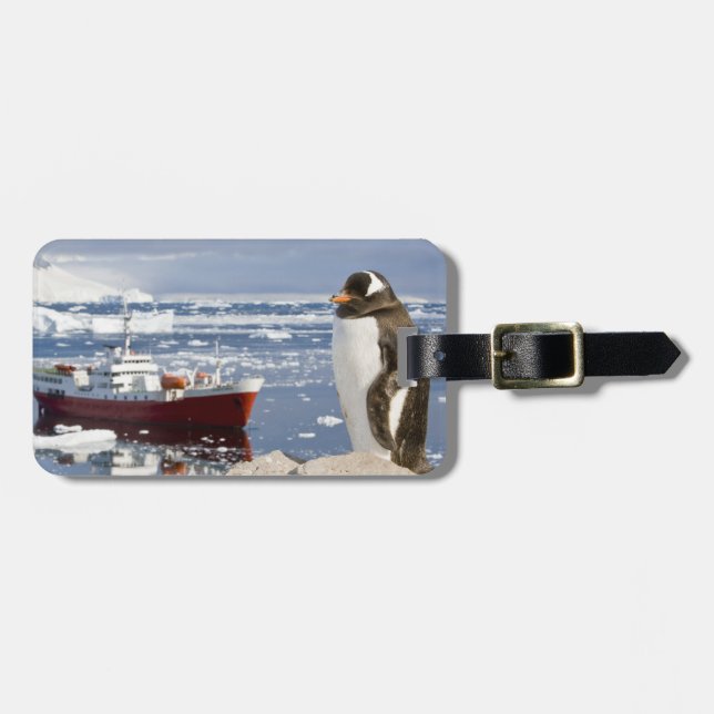 Etiqueta De Bagagem Pinguim-gentoo (Frente Horizontal)