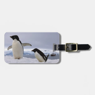 Etiqueta De Bagagem Pinguins a Antártica de Adelie dos pares