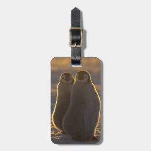 Etiqueta De Bagagem Pinguins-imperadores