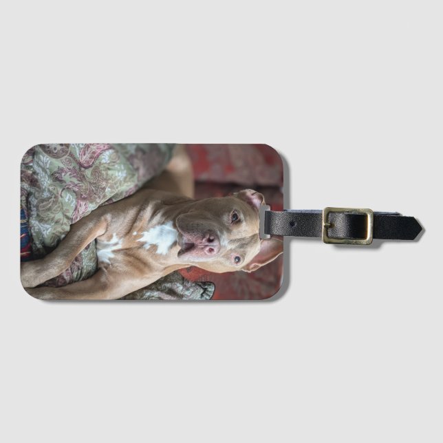 Etiqueta De Bagagem Pit Bull Bonito (Frente Horizontal)