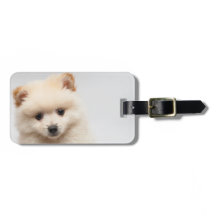 Pomeranian demasiado bonito