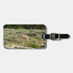 Etiqueta De Bagagem Pronghorn no Grand Teton National Park