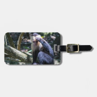 Pura vida para macaco-prego com cara branca