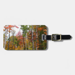 Etiqueta De Bagagem Queda na fotografia do outono da Floresta Colorida