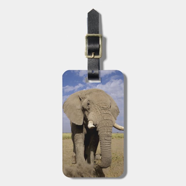 Etiqueta De Bagagem Quênia: Parque Nacional Amboseli, elefante masculi (Frente Vertical)