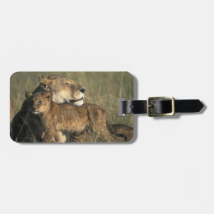 Etiqueta De Bagagem Quênia, Reserva de Caça Masai Mara, Leoa