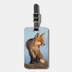 Etiqueta De Bagagem raposa-vermelha, Vulpes vulpes