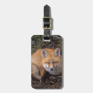 Etiqueta De Bagagem raposa-vermelha, Vulpes vulpes, em cores de outono