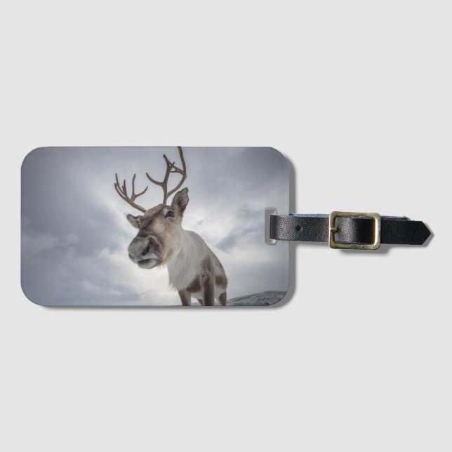 Etiqueta De Bagagem Reindeer Nature Photo (Frente Horizontal)