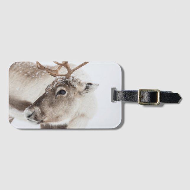 Etiqueta De Bagagem Reindeer Nature Photo (Frente Horizontal)