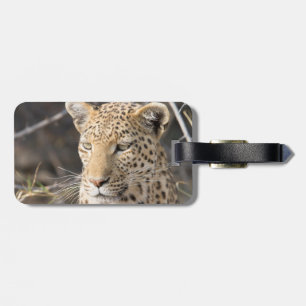 Etiqueta De Bagagem Retrato leopardo
