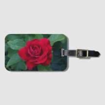 Rosa vermelha para fechar