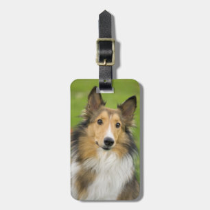 Etiqueta De Bagagem Rough Collie, cão