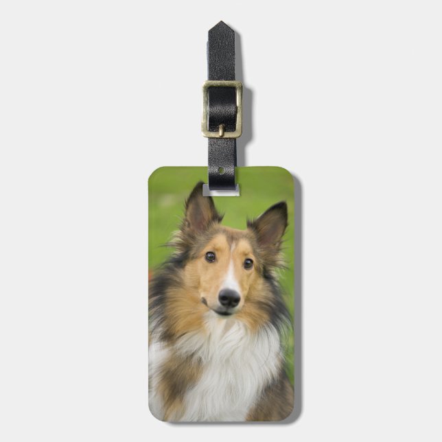Etiqueta De Bagagem Rough Collie, cão (Frente Vertical)