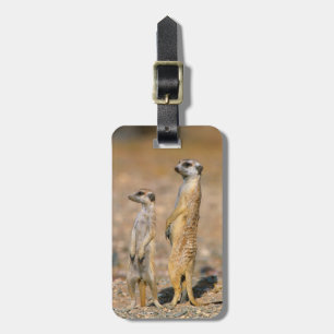 Etiqueta De Bagagem Sentinelas de Meerkat (Suricata Suricatta), Karas