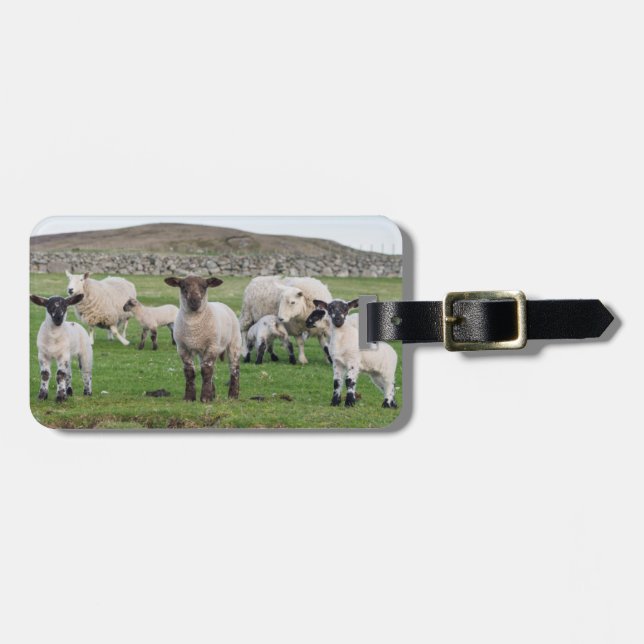 Etiqueta De Bagagem Shetland Sheep (Frente Horizontal)