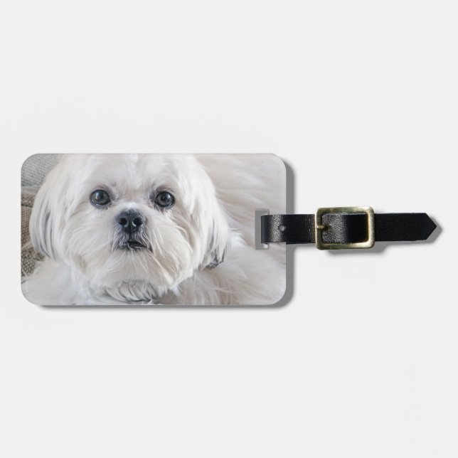 Etiqueta De Bagagem Shih Tzu (Frente Horizontal)