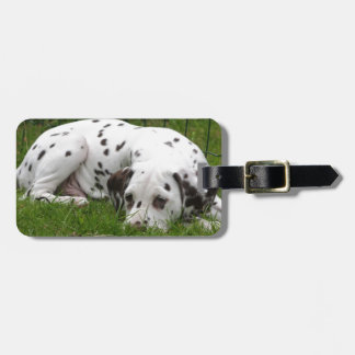 Etiqueta De Bagagem Sono Dalmation que coloca no campo