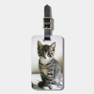 Etiqueta De Bagagem Stare Kitten