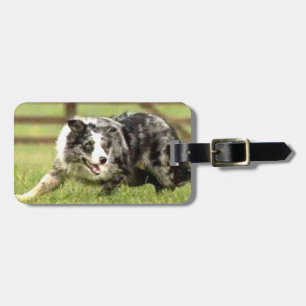 Etiqueta De Bagagem Tag azul de Merle border collie Joe~Luggage