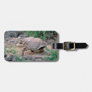Etiqueta De Bagagem Tag da bagagem da tartaruga de Galápagos