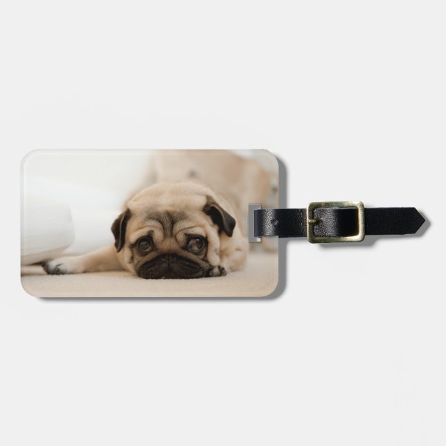 Etiqueta De Bagagem Tan Female Pug (Frente Horizontal)