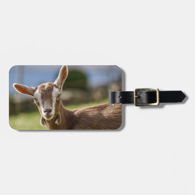 Etiqueta De Bagagem Toggenburg Dairy Goat Kid (Frente Horizontal)