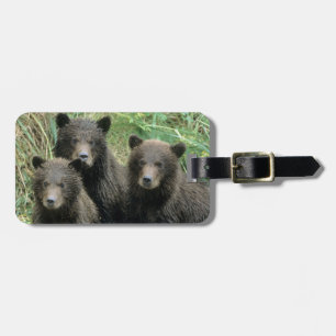 Etiqueta De Bagagem Três Cubos de Urso Grizzly ou y (Cubo do