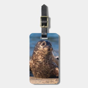 Etiqueta De Bagagem Um filhote de foca chegando à costa na Children's