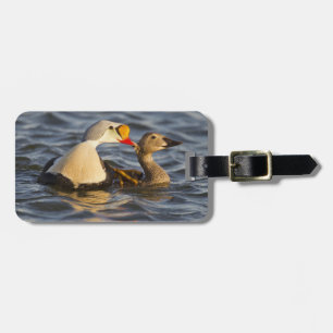 Etiqueta De Bagagem Um par de eiders-reis cortejando em uma lagoa da t