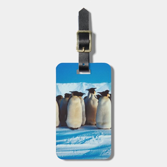 Etiqueta De Bagagem Uma sela de pinguins (Frente Vertical)