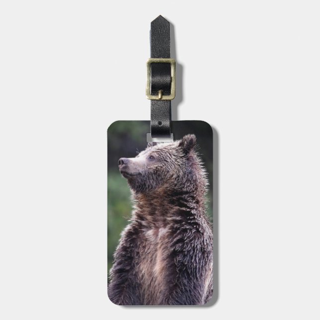 Etiqueta De Bagagem Urso de urso ereto (Frente Vertical)
