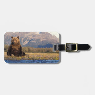 Etiqueta De Bagagem urso pardo, Ursus arctos, urso cinzento, Ursus