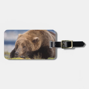 Etiqueta De Bagagem urso pardo, Ursus arctos, urso cinzento, Ursus 8