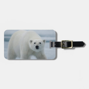 Etiqueta De Bagagem Urso Polar, Ursus Maritimus, Adulto