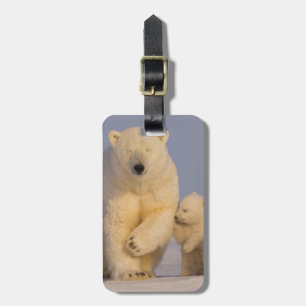 Etiqueta De Bagagem urso polar, Ursus maritimus, fêmea com filhotes re