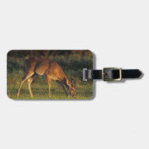 Etiqueta De Bagagem Veado-mateiro, Odocoileus virginianus