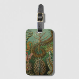 Etiqueta De Bagagem Vermes ancestrais Annelids Chaetopoda por Ernst Ha