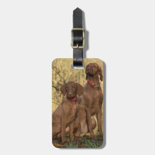 Etiqueta De Bagagem Vizsla Hound Dogs