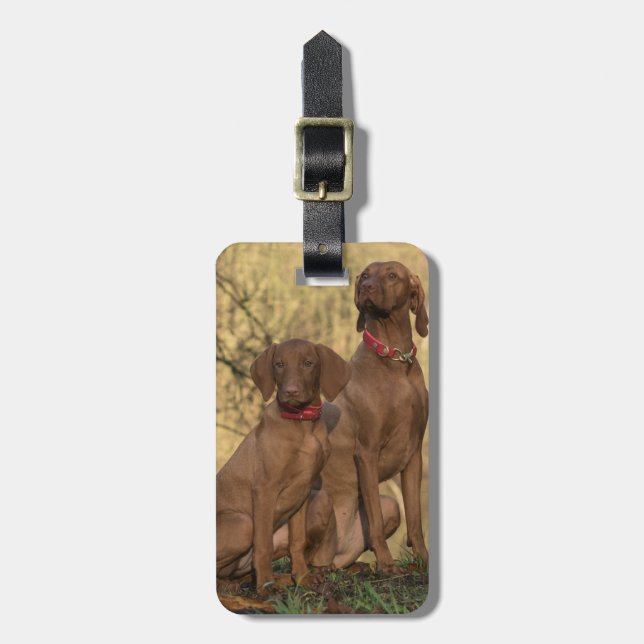 Etiqueta De Bagagem Vizsla Hound Dogs (Frente Vertical)