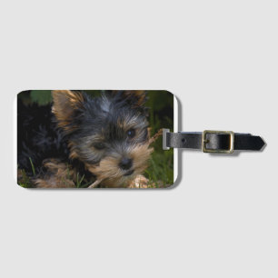 Etiqueta De Bagagem yorkie com vara