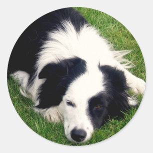 Etiqueta de border collie