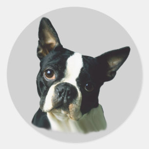 Etiqueta de Boston Terrier