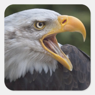 Etiqueta de Cheyenne